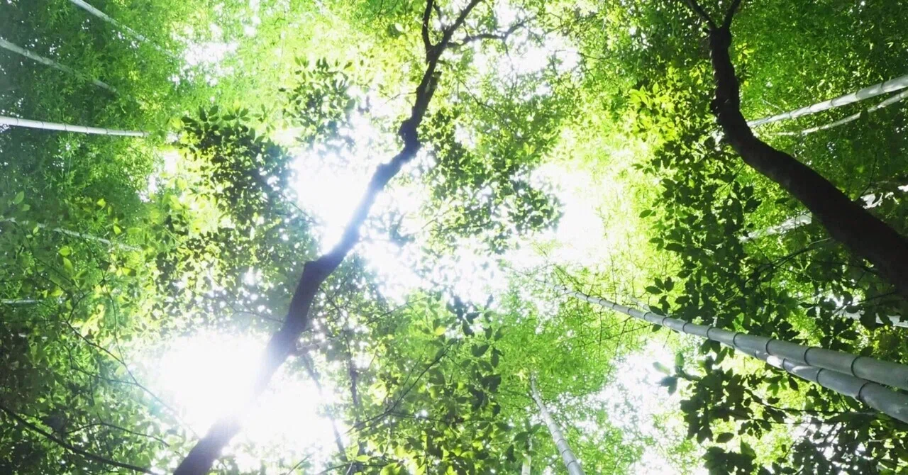 名もなき土地の精霊